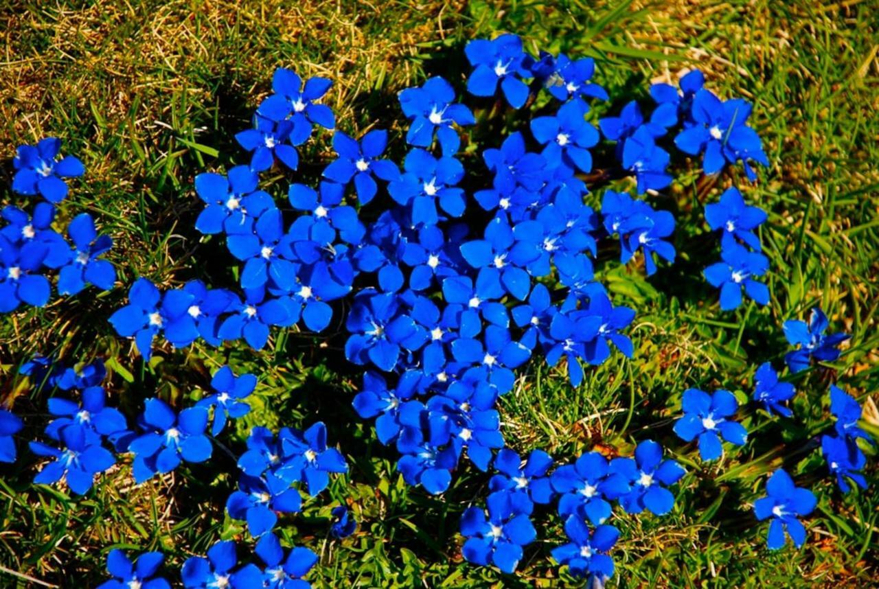Naturaleza Y Aire Puro En El Pirineo Oriental En Una Bonita Casa Rural De Piedra プラット・ド・モロ・ラ・プレスト エクステリア 写真