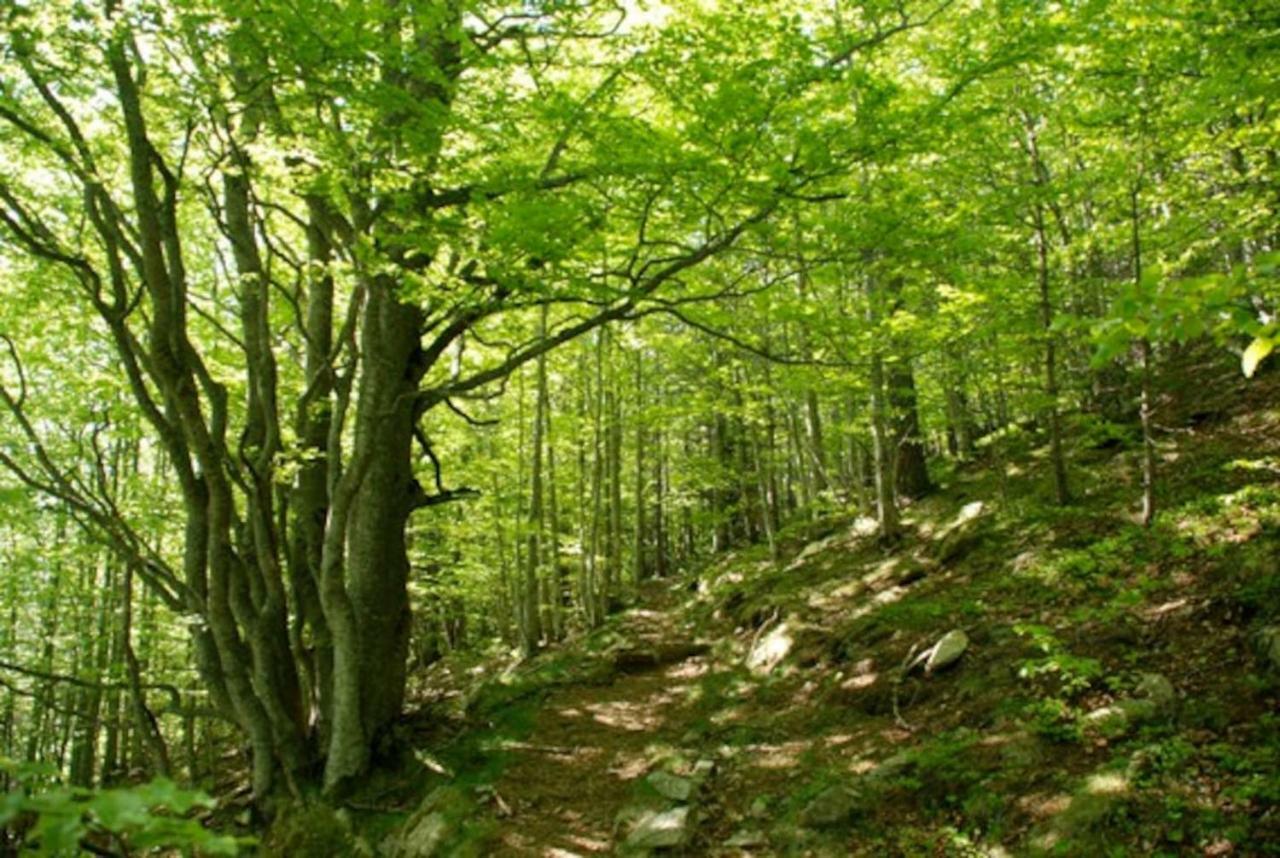 Naturaleza Y Aire Puro En El Pirineo Oriental En Una Bonita Casa Rural De Piedra プラット・ド・モロ・ラ・プレスト エクステリア 写真