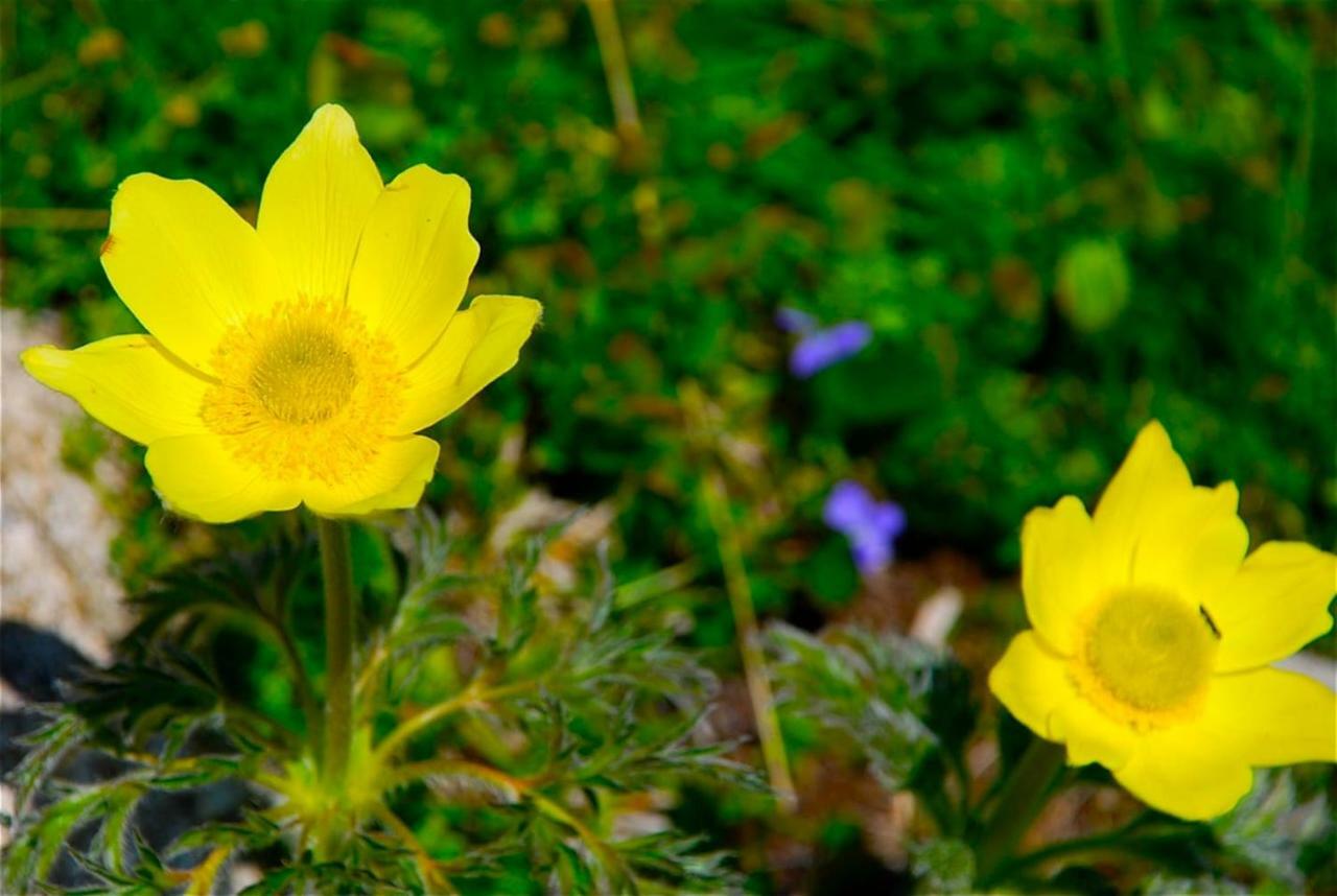 Naturaleza Y Aire Puro En El Pirineo Oriental En Una Bonita Casa Rural De Piedra プラット・ド・モロ・ラ・プレスト エクステリア 写真